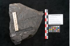 Foto (Objekt + Etikett) von Asplenium hochstetteri Unger (NHMW-GEO-2024-0188-10302)